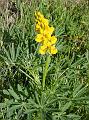 Tremoçeira Brava-Lupinus luteus-amarela